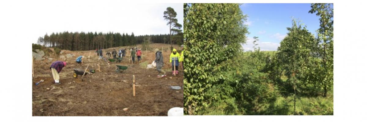 food forest, Ireland, nature, 